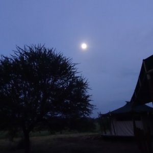 Nacht in der Serengeti