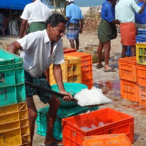 Fischmarkt in Mararikulam