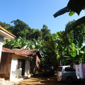 Bananenfarm